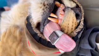 Apple Watch, Apple Watch is measuring the heart rate of a lion