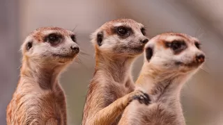5 Animals That Behave like Humans