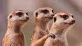 5 Animals That Behave like Humans