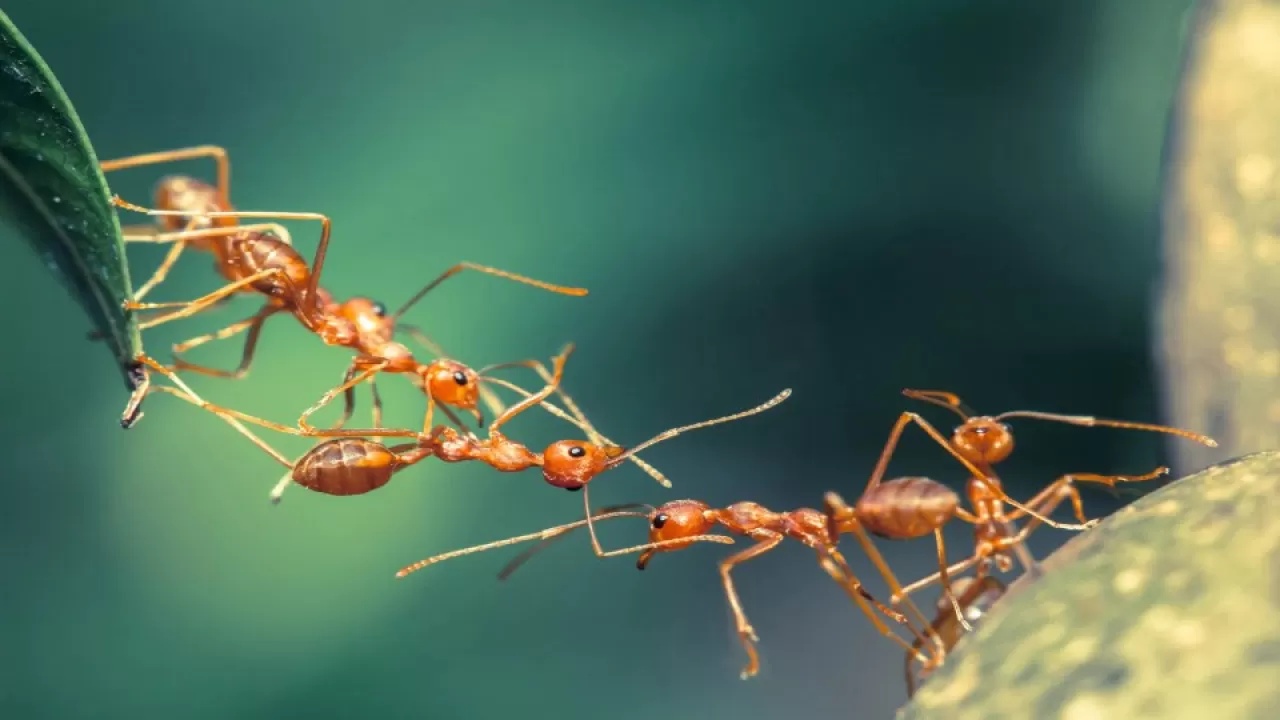 ants