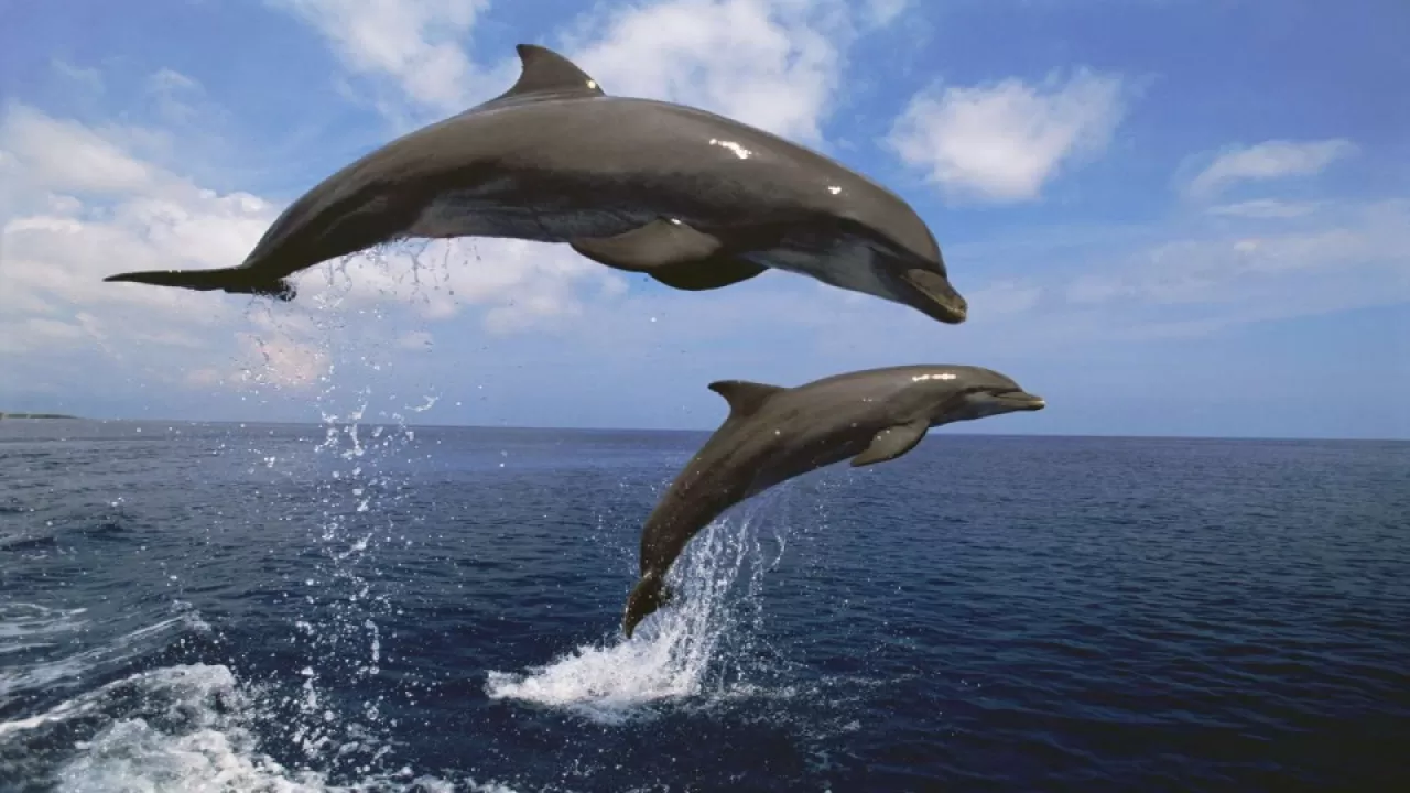 bottlenose dolphin