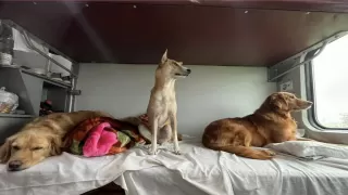 How To Take Your Pet On A Train In India: Rules