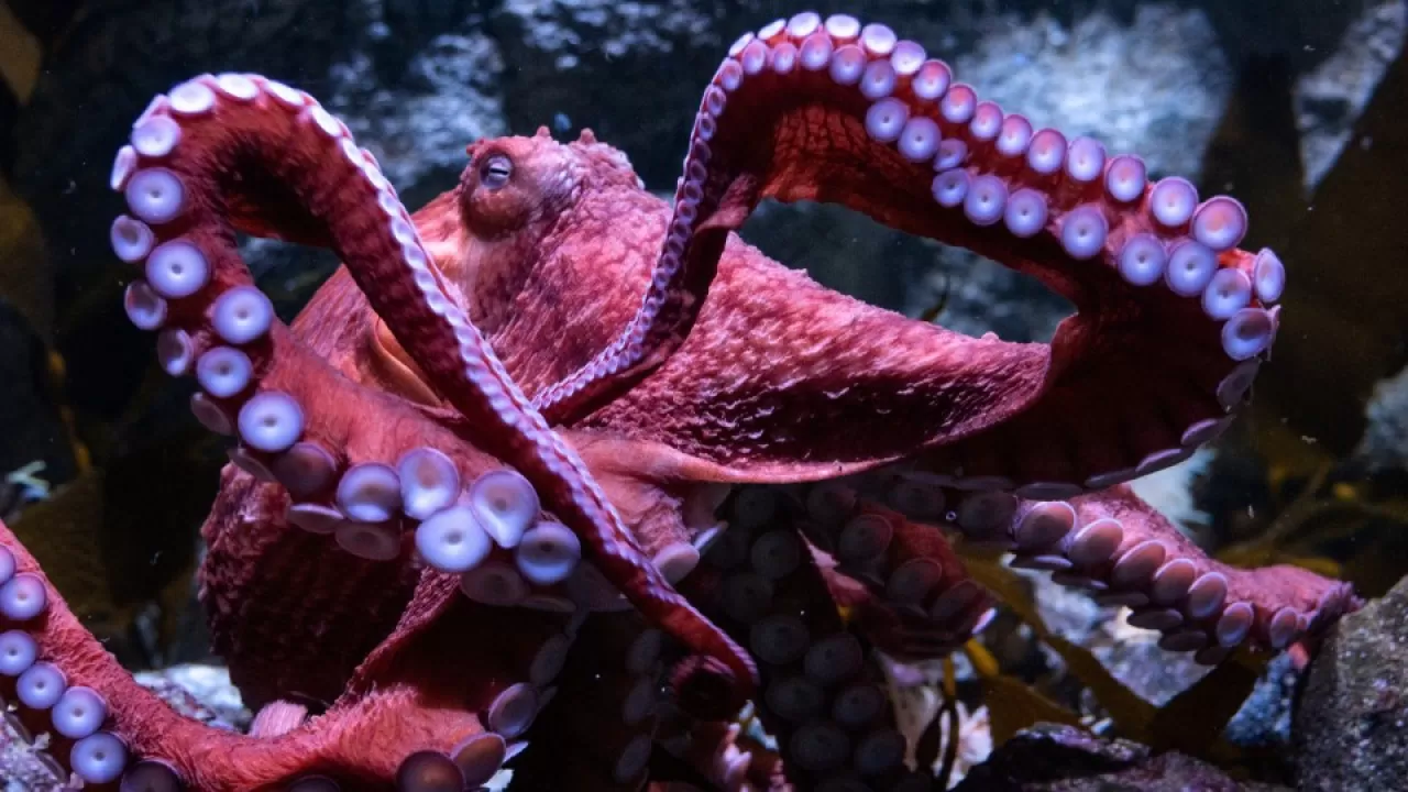 octopus