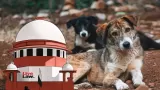 Supreme Court Summons States Over Delay in Stray Dog Rules