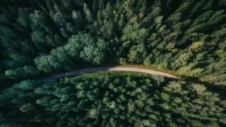 UN FAO Forest Report 2025: Key Insights for UPSC Aspirants