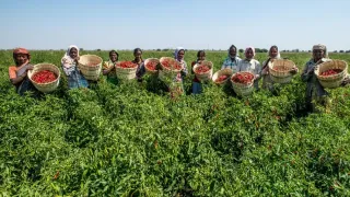 Budget 2026: The government may increase