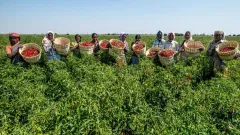 Budget 2026: The government may Picture