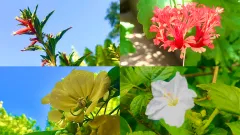 Preserving the Vanishing Petals – Picture