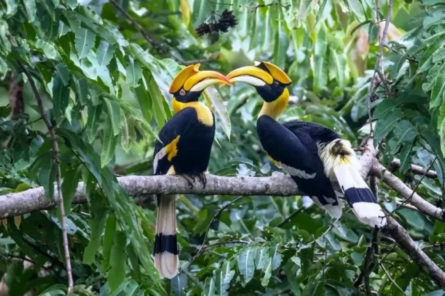 Pakshipathalam, Kerala