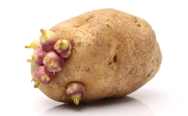 GMO Foods