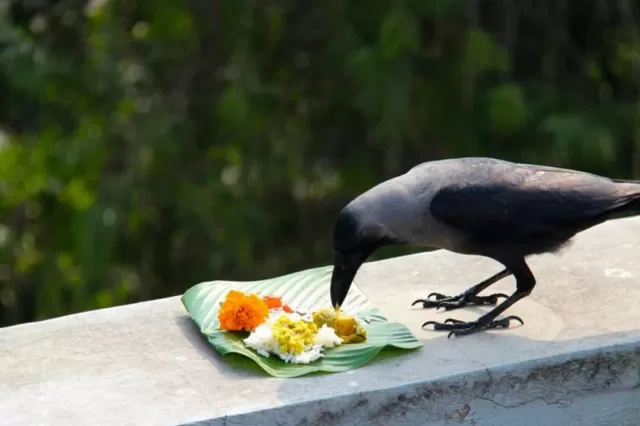 Pitru Paksha