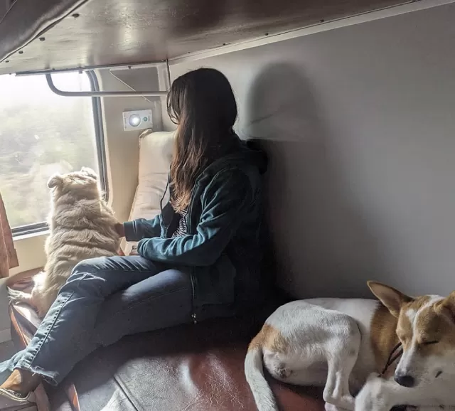 dog