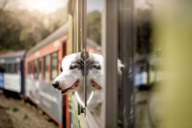dog in train