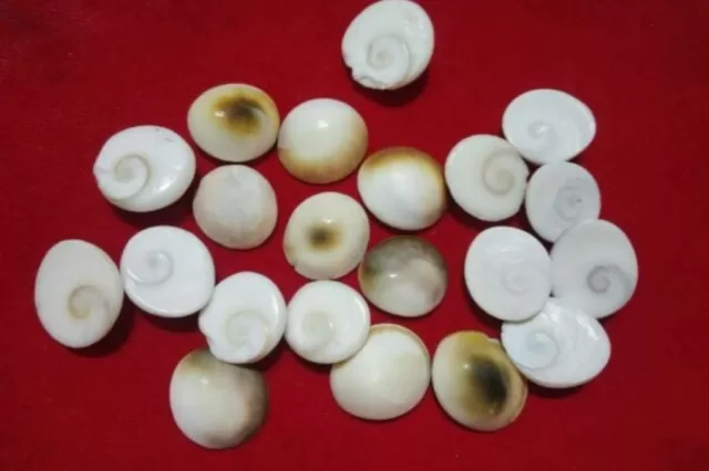 gomti chakra