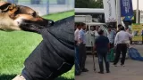 World Para Athletics Championships 2025: Dogs attack coaches