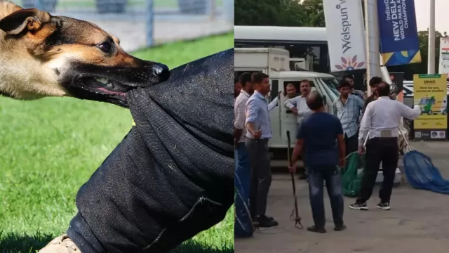 World Para Athletics Championships 2025: Dogs
