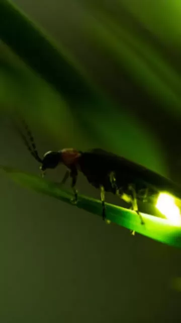 10 animals that glow in Picture