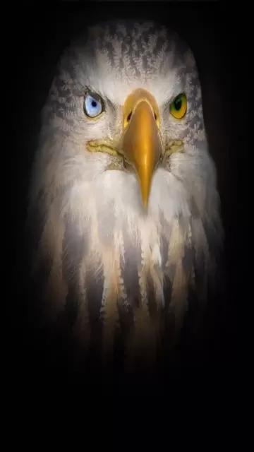 10 animals with the sharpest Picture