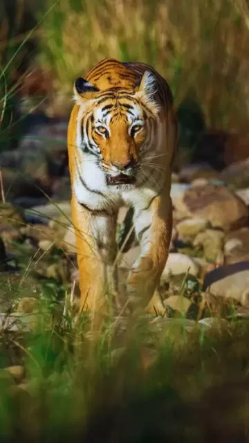 10 Wild Reasons to Visit Picture