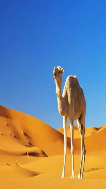 5 Astonishing Health Benefits of Picture