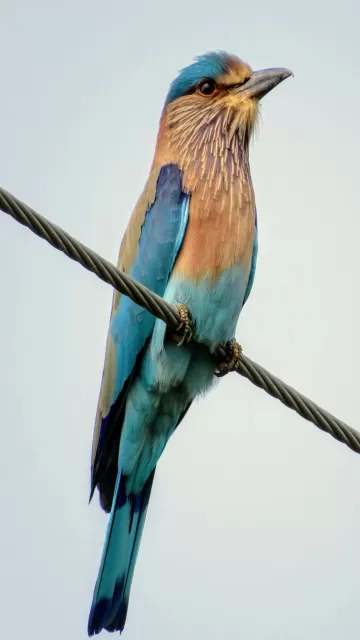 7 Stunningly Rare Birds You Picture