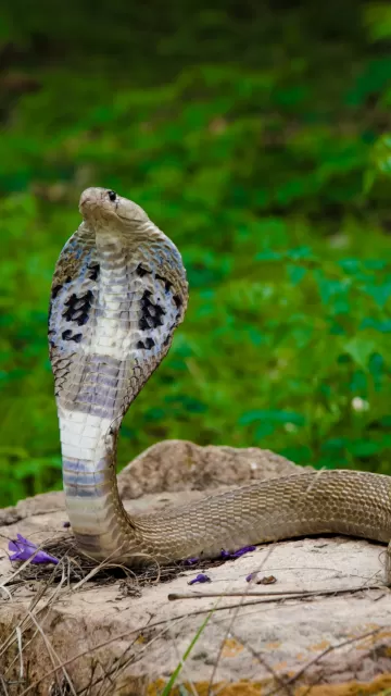 8 deadliest snakes that live Picture