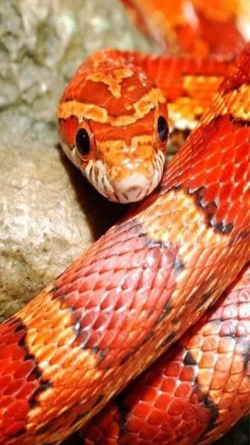 8 most beautiful red-coloured snakes Picture