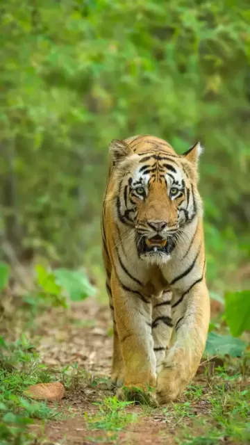 8 tiger reserves every wildlife Picture