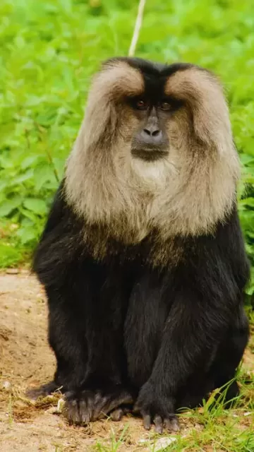 9 Mysterious Creatures You’ll Only Picture
