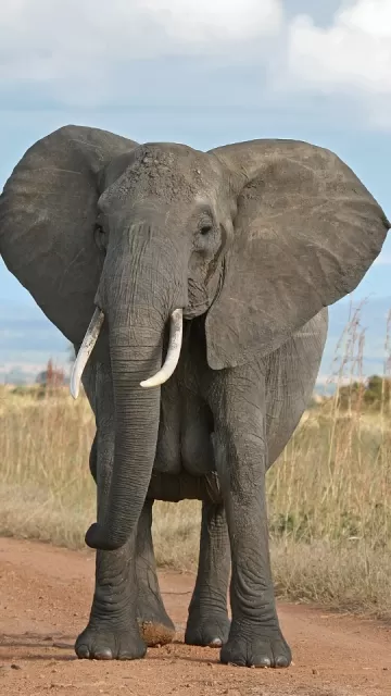 how much does an elephant Picture