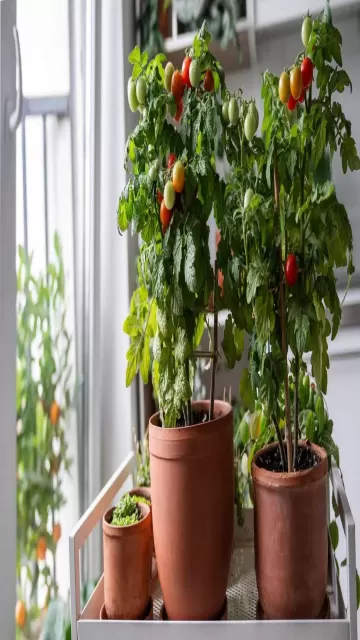 How To Grow Waterfall Tomatoes Picture