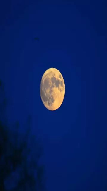 Last Full Moon of 2025 Picture