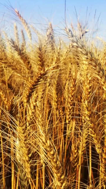 Rava vs wheat: which is Picture