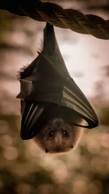 Strangest-looking animals that actually exist Picture