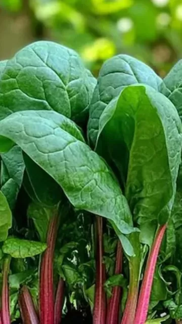 These people should not eat Picture