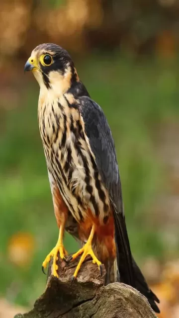 Top 10 Fastest Birds In Picture