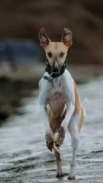 World’s Fastest Animals: Nature’s Speed Picture