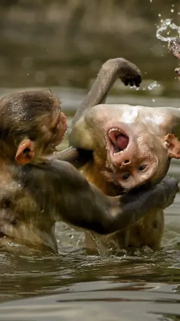 10 Incredible Animal Moments of Picture