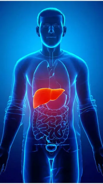 5 foods for perfect functioning Picture