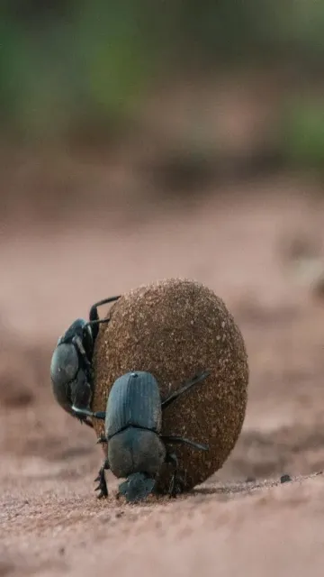 5 strongest animals relative to Picture