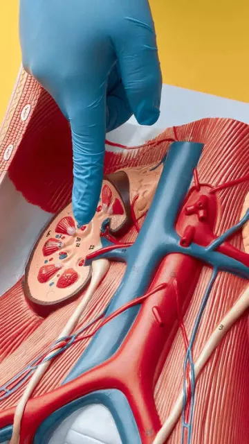 6 foods for healthy kidneys Picture