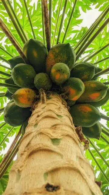 6 Reasons Some Women Should Picture