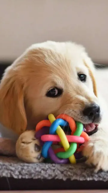 8 dog breeds perfect for Picture