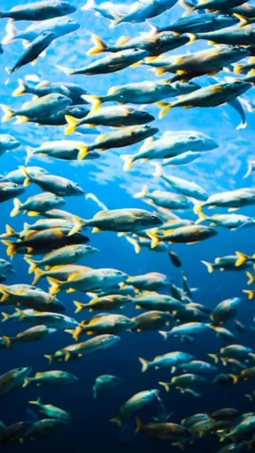 8 Rare Fish Species You Picture