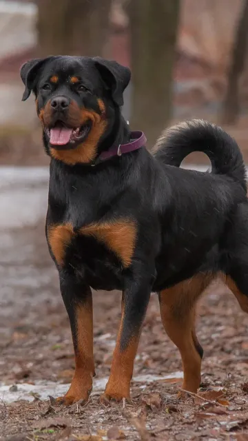 9 Most Dangerous Dog Breeds Picture