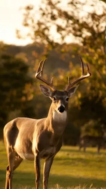 Animals that recently became extinct Picture