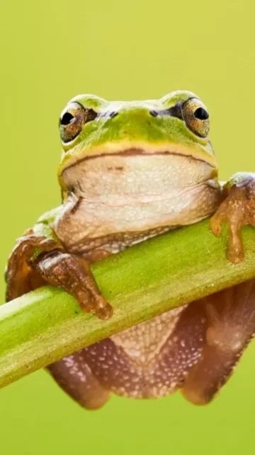 Colourful Frog Species from Around Picture