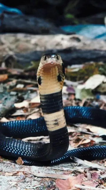 Did You Know Snakes Do Picture