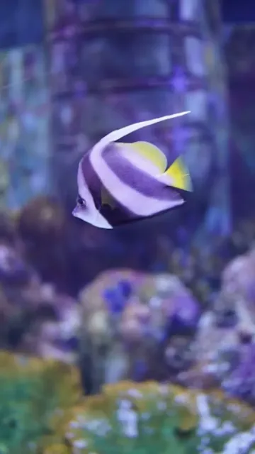 Eight Underwater Species That Are Picture