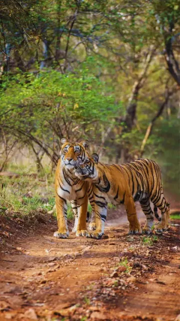 From tigers to caracals: Top Picture